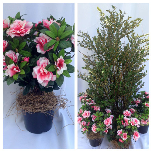 Potted Azalea Bush - Artificial floral - Wedding Greenery for outside weddings