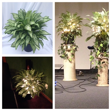 Silver Queen Dieffenbachia 2' 6 - Artificial Trees/Floor Plants - Artificial floor plant Rentals