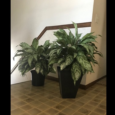Silver Queen Dieffenbachia 2' 6 - Artificial Trees & Floor Plants - Artificial floor plant Rentals