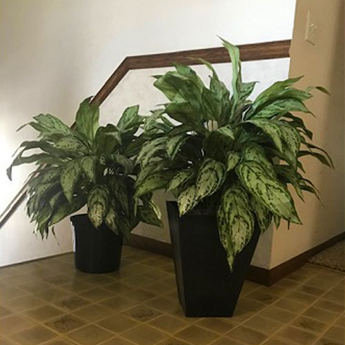Floor Plants with and without planter - Gallery - renting planters in Minnesota