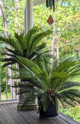 LIVE Cycas Palm - Artificial Trees/Floor Plants