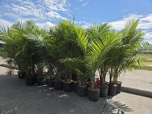 LIVEPalm 2026