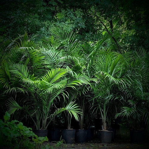 LIVE Majesty Palm - Rent-a-Woods
