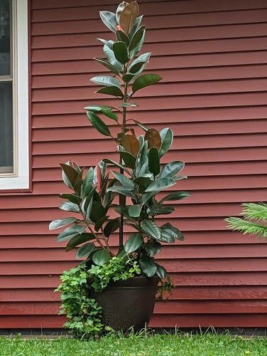 LIVE 8' Rubber Tree Plant - Artificial Trees/Floor Plants