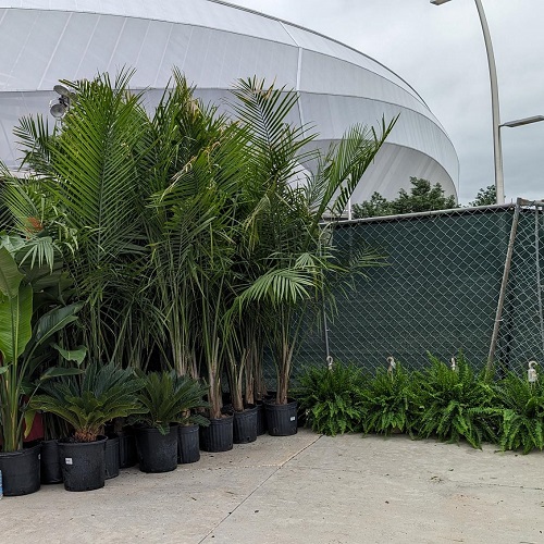 LIVE Tropical Plants LIMITED TIME - Rent-a-Woods