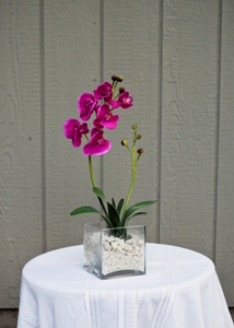Fuschia Orchid