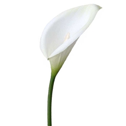 Calla Lily - White - Artificial floral - Artificial calla Lily for rent