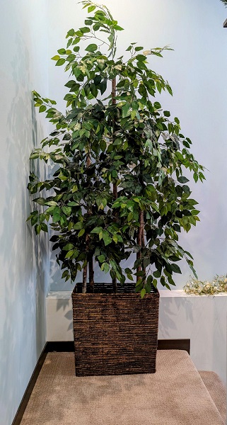 TripleFicus